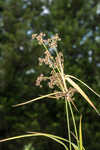 Georgia bulrush